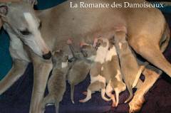 Naissance le 4 Juin des 5 chiots whippet issus d'Alliance et d'Umprial