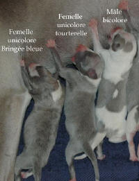 Naissance le 4 Juin des 5 chiots whippet issus d'Alliance et d'Umprial