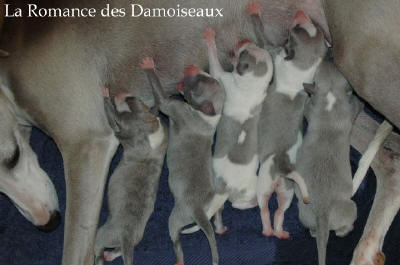 Naissance le 4 Juin des 5 chiots whippet issus d'Alliance et d'Umprial