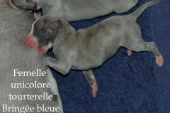 Naissance le 4 Juin des 5 chiots whippet issus d'Alliance et d'Umprial