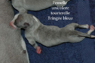 Naissance le 4 Juin des 5 chiots whippet issus d'Alliance et d'Umprial