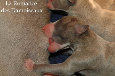 Naissance le 4 Juin des 5 chiots whippet issus d'Alliance et d'Umprial