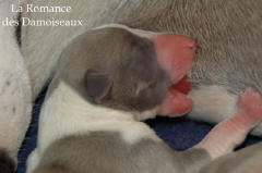 Naissance le 4 Juin des 5 chiots whippet issus d'Alliance et d'Umprial