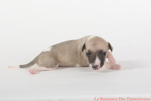 PHOTO CHIOT WHIPPET