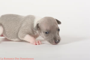 PHOTO CHIOT WHIPPET