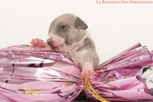 PHOTO CHIOT WHIPPET