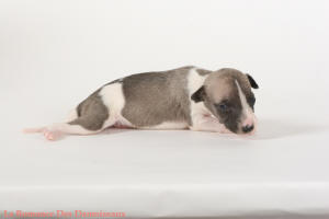 PHOTO CHIOT WHIPPET