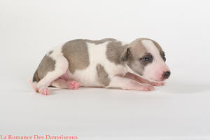 PHOTO CHIOT WHIPPET