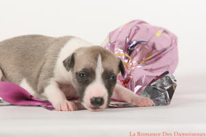 PHOTO CHIOT WHIPPET