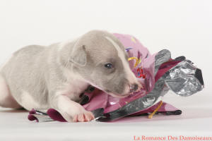 PHOTO CHIOT WHIPPET