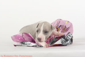 PHOTO CHIOT WHIPPET