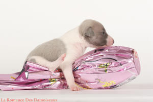 PHOTO CHIOT WHIPPET