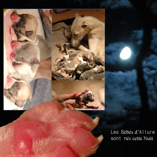 Allure est maman de 11 adorabes bbs whippet, 8 males et 3 femelles. Les photos sont en ligne.