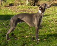 ETALON WHIPPET BLEU UNICOLORE