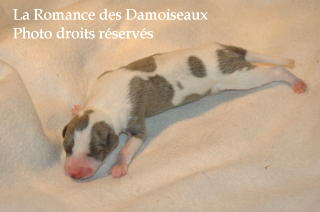 CHIOT WHIPPET NES LE 03 SEPTEMBRE 2008