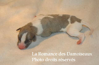 CHIOT WHIPPET NES LE 03 SEPTEMBRE 2008