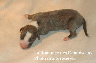 CHIOT WHIPPET NES LE 03 SEPTEMBRE 2008