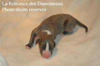 CHIOT WHIPPET NES LE 03 SEPTEMBRE 2008