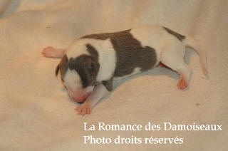 CHIOT WHIPPET NES LE 03 SEPTEMBRE 2008
