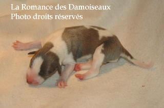 CHIOT WHIPPET NES LE 03 SEPTEMBRE 2008