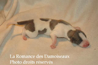 CHIOT WHIPPET NES LE 03 SEPTEMBRE 2008