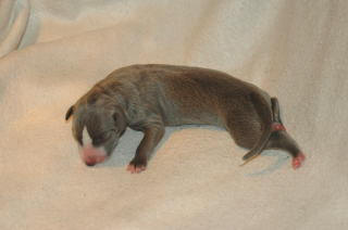 CHIOT WHIPPET NES LE 03 SEPTEMBRE 2008