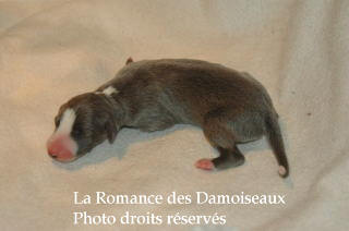 CHIOT WHIPPET NES LE 03 SEPTEMBRE 2008