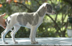 Chiot whippet La Romance des Damoiseaux