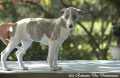 Chiot whippet La Romance des Damoiseaux