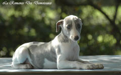 Chiot whippet La Romance des Damoiseaux