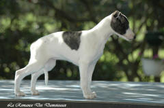 Chiot whippet La Romance des Damoiseaux