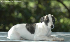 Chiot whippet La Romance des Damoiseaux