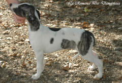 Chiot whippet La Romance des Damoiseaux