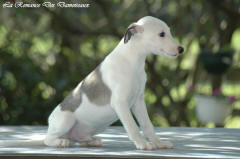 Chiot whippet La Romance des Damoiseaux