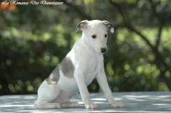 Chiot whippet La Romance des Damoiseaux