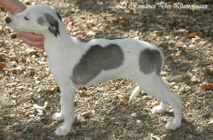 Chiot whippet La Romance des Damoiseaux