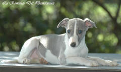 Chiot whippet La Romance des Damoiseaux