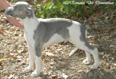 Chiot whippet La Romance des Damoiseaux