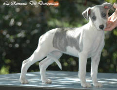 Chiot whippet La Romance des Damoiseaux