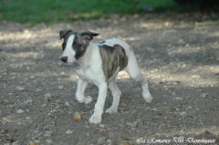 Chiot whippet La Romance des Damoiseaux