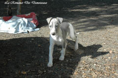 Chiot whippet La Romance des Damoiseaux