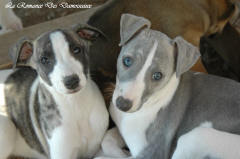 Chiot whippet La Romance des Damoiseaux