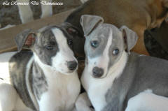 Chiot whippet La Romance des Damoiseaux