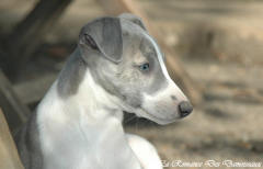 Chiot whippet La Romance des Damoiseaux