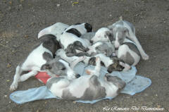 Chiot whippet La Romance des Damoiseaux