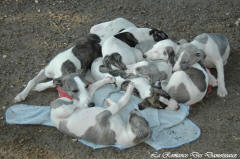 Chiot whippet La Romance des Damoiseaux