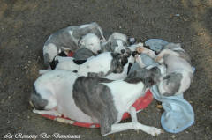 Chiot whippet La Romance des Damoiseaux