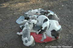 Chiot whippet La Romance des Damoiseaux