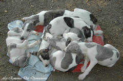 Chiot whippet La Romance des Damoiseaux