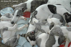 Chiot whippet La Romance des Damoiseaux